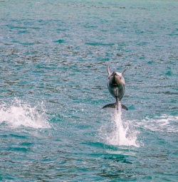 Dolphins at Kaikoura, Canterbury New Zealand