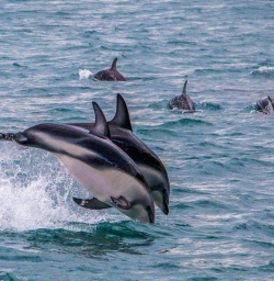Dolphins at Kaikoura, Canterbury New Zealand