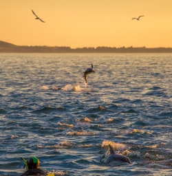 Swimming with Dolphins at Kaikoura, Canterbury New Zealand