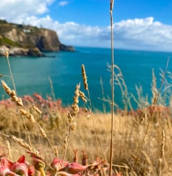 Godley Head coast views