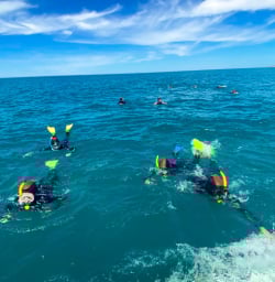Guests in water Dolphin swim Kaikoura