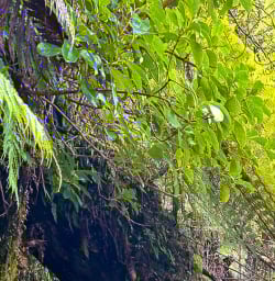 Stewart Island hiking tours 