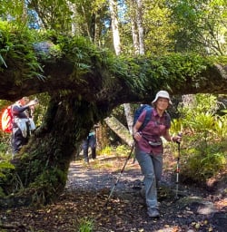 Walking tours on the Raikura Track