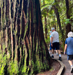 Whakarewarewa forest hiking 