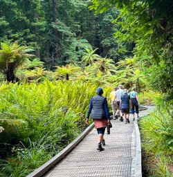 Whakarewarewa forest walking tour 