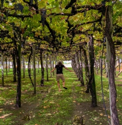 Guide at Marlborough vineyards, New Zealand