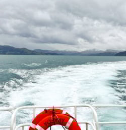 7. Dolphin swim boat