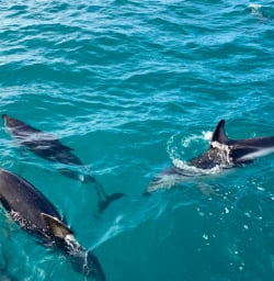 Dolphins swim close to boat