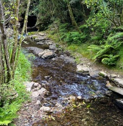 Journey to Waitomo Caves 