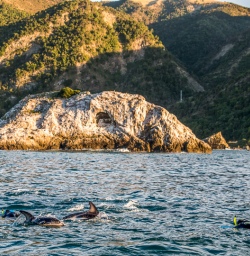 Swimming with Dolphins at Kaikoura, Canterbury New Zealand