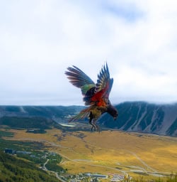 Kea Bird Aoraki Mount Cook National Park 