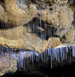 Waitomo Caves glow worms North Island 