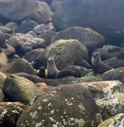 9 martins bay seal colony fiordland 3