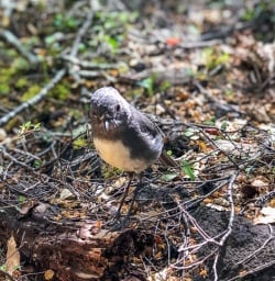 Robin bird at Travers river, Tasman New Zealand