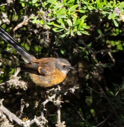 Aoraki Mount Cook birds 19FEB25