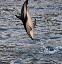 Dusky Dolphins Kaikoura M10MAR25
