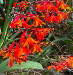 Flowers in Pureora Forest 200125