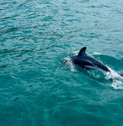 Kaikoura Peninsula dolphin experience 27JAN25
