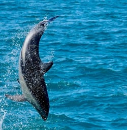 Kaikoura dolphin 03FEB25
