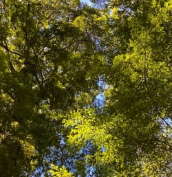Kepler Track forest 03FEB25