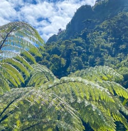 Paparoa National Park 03FEB25
