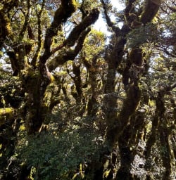 Routeburn Track Fiordland 24MAR25