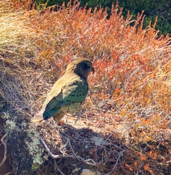 A watchful Kea