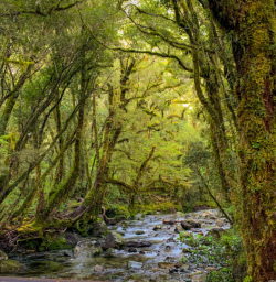 Amazing native bush on the Milford track
