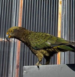 kea on kepler track GW17MAR26