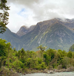 Milford track big mountains native bush