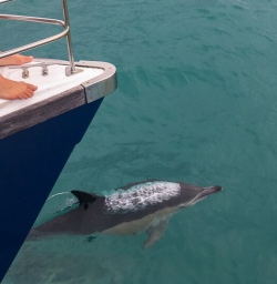 Dolphin at Kaikoura, Canterbury New Zealand