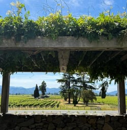 6 Queen Charlotte Sound Marlborough Vineyards 02 December 2024 11
