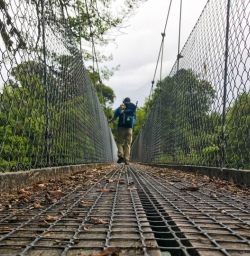 Swing bridge Hollyford Track