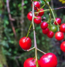 Red berry at Martins Bay, Fiordland New Zealand