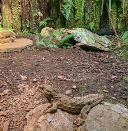 Lizard at Hokitika, West Coast New Zealand