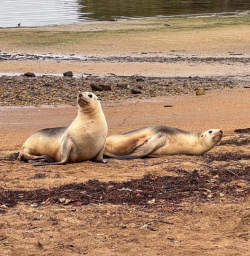 4 Seals on Stewart Island 09MAR25