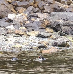 Penguins at Milford Sound, Fiordland New Zealand