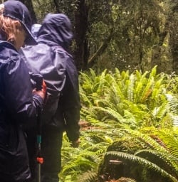 Ferns at Hollyford track, Fiordland New Zealand