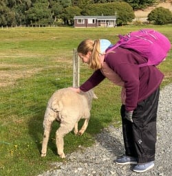 Sheep at Mount Nicholas farm, Otago New Zealand