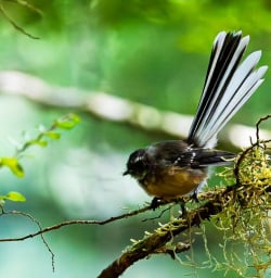 Bird Kepler Track 19FEB25