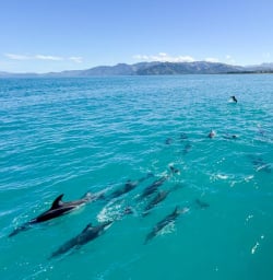 4 Kaikoura Dolphin Watch 17FEB2025