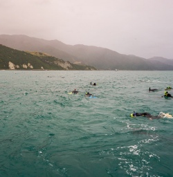 Swimming with dolphins at Kaikoura, Canterbury New Zealand