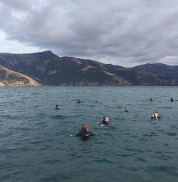 Swimming with dolphins at Akaroa, Canterbury New Zealand