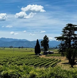 Queen Charlotte Sound Marlborough Vineyards 02 December 2024 9