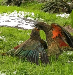 Keas playing in Milford Sound
