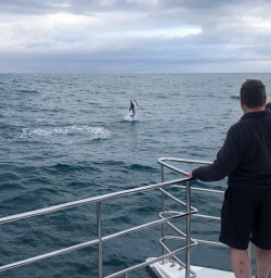 Dolphins jumping at Kaikoura, Canterbury New Zealand