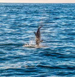 Dolphin jumping at Kaikoura, Canterbury New Zealand