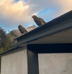Keas at Routeburn track, Otago New Zealand