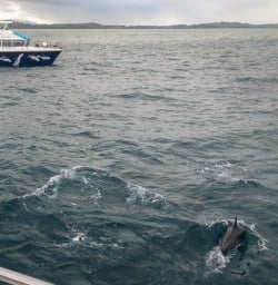 Dolphin at Kaikoura, Canterbury New Zealand