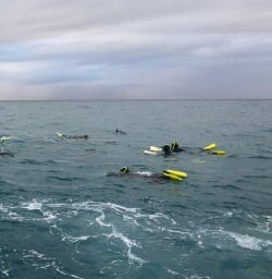Swimming with dolphins at Kaikoura, Canterbury New Zealand